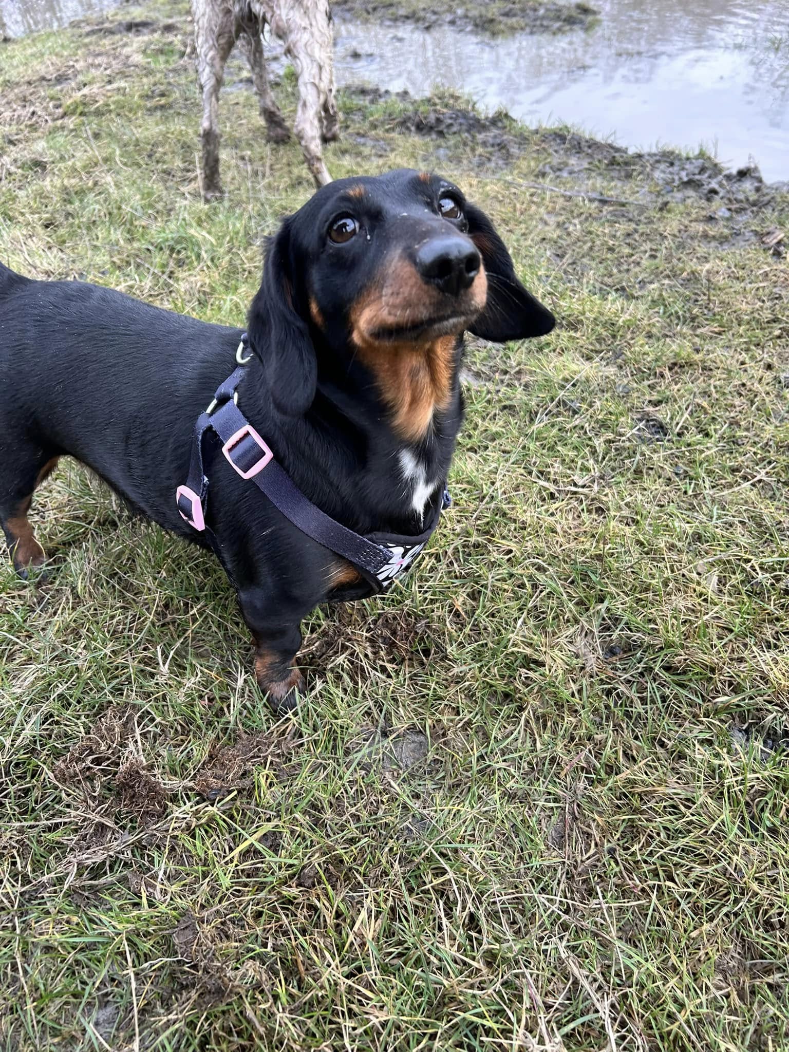 dog-walking-rotherham