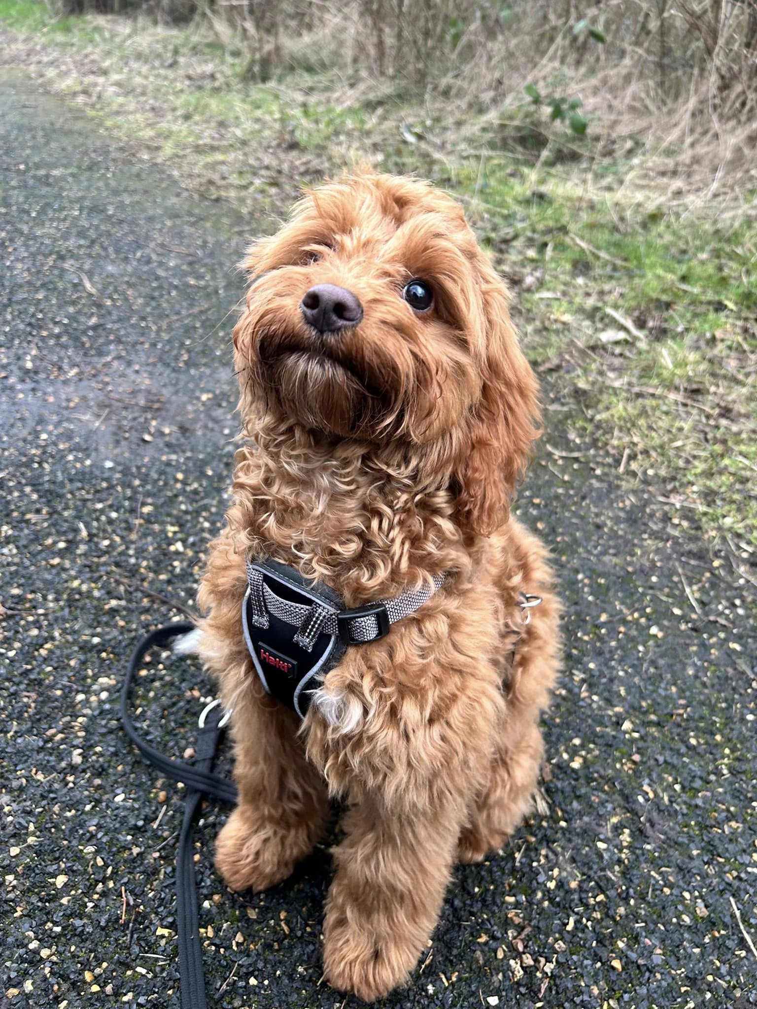 dog-walking-south-yorkshire
