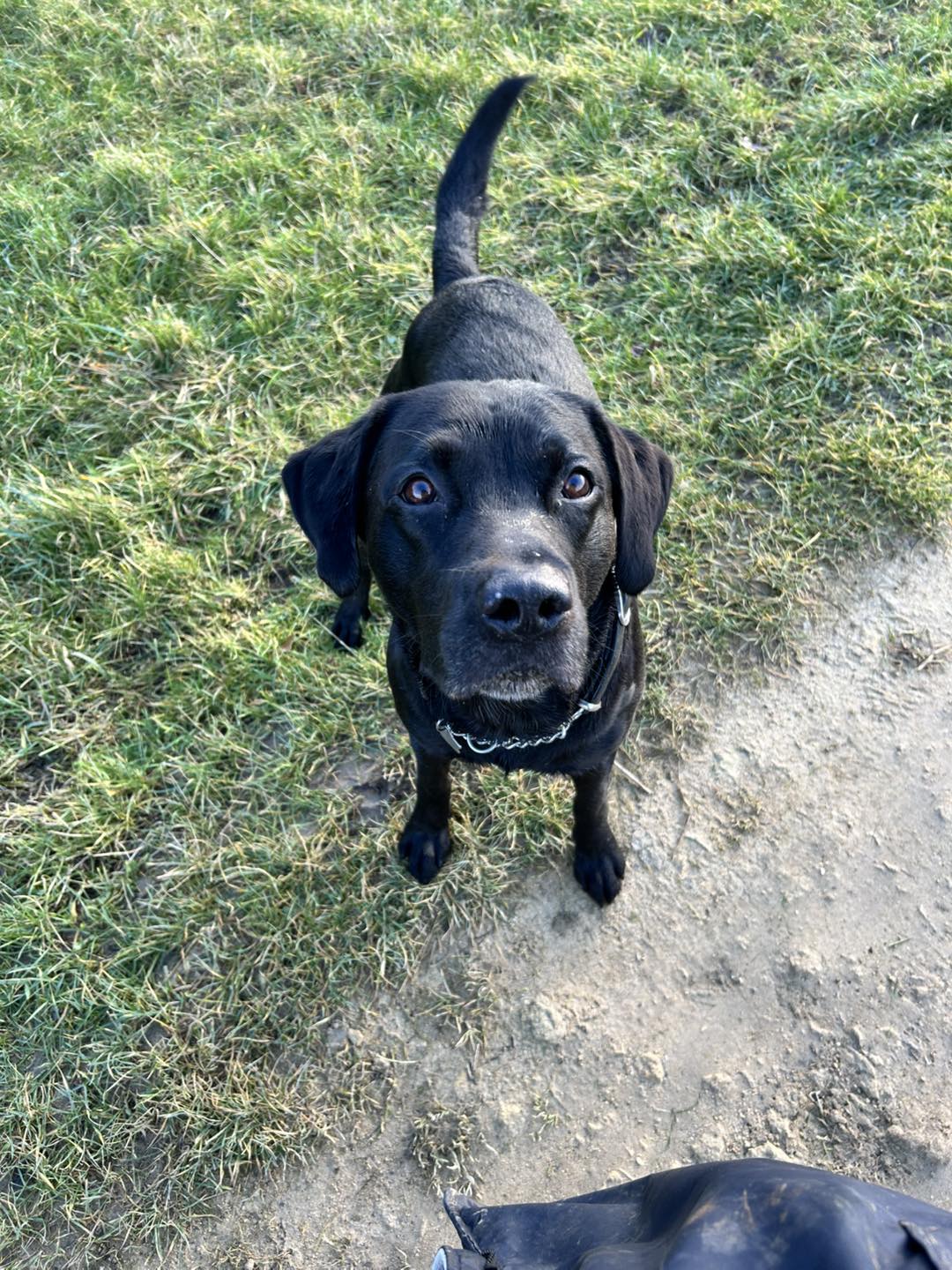 dog-walking-worsbrough