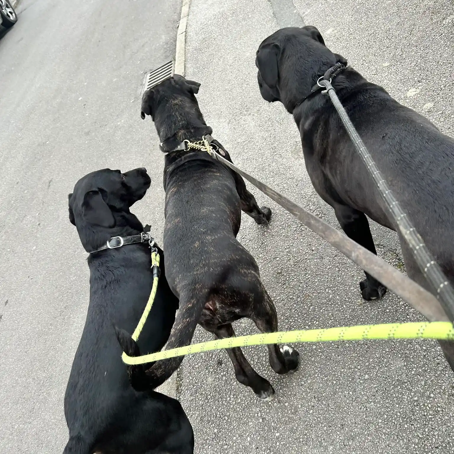 group-dog-walking